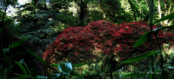Bois des Moutiers (36) Juin 2012